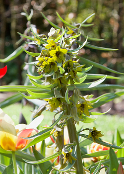 X   10 FRITILLARIA GREEN EYES 20/24