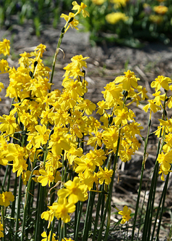X 100 NARCISSUS CORDUBENSIS 6/+