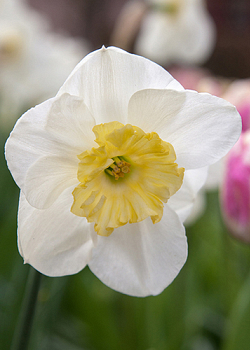 X 100 NARCISSUS PAPILLON BLANC 12/14