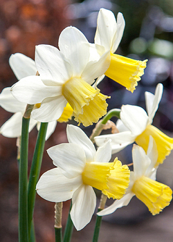 X 100 NARCISSUS PRINSES AMALIA 12/14