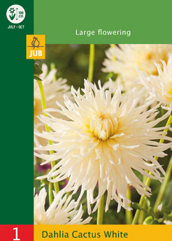 X 1 DAHLIA CACTUS WHITE I