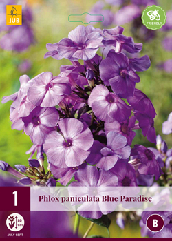 X 1 PHLOX PANICULATA BLUE PARADISE I