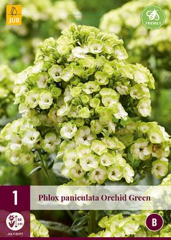 X 1 PHLOX PANICULATA ORCHID GREEN I