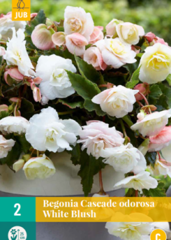 X 2 BEGONIA CASCADE ODOROSA WHITE BLUSH 5/6