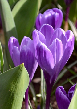 X 100 CROCUS FLOWER RECORD 8/9