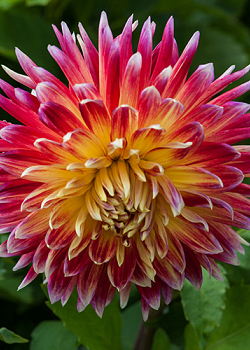 X 10 DAHLIA AKITA I