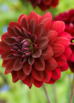 X 10 DAHLIA ARABIAN NIGHT I