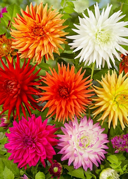 X 10 DAHLIA CACTUS MIX I