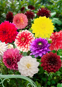 X 10 DAHLIA DECORATIVE MIX I