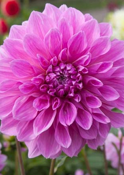 X 10 DAHLIA LAVENDER PERFECTION I