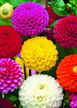 X 10 DAHLIA POMPON MIX I