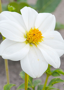 X 10 DAHLIA SNEEZY I