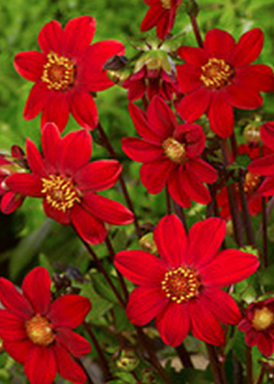 X 10 DAHLIA TOPMIX RED I