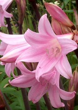X 10 AMARYLLIS BELLADONNA 20/+