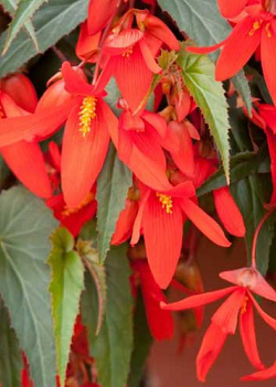 X 10 BEGONIA BOLIVIENSIS SANTA CRUZ 18/20