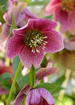 X 10 HELLEBORUS ORIENTALIS MONTSEGUR I