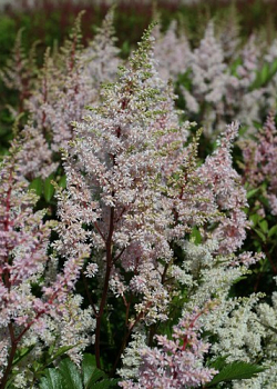 X 25 ASTILBE JAPONICA PEACH BLOSSOM 2/3