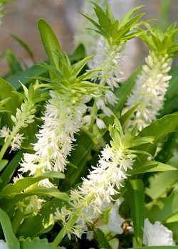 X 25 EUCOMIS AUTUMNALIS 14/16