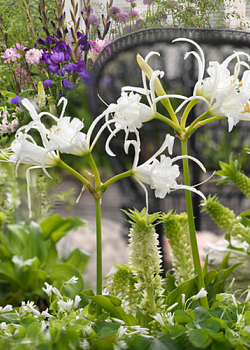 X 25 HYMENOCALLIS FESTALIS 16/18