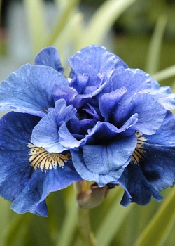 X 25 IRIS SIBIRICA CONCORD CRUSH I