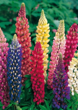 X 25 LUPINUS MIX I