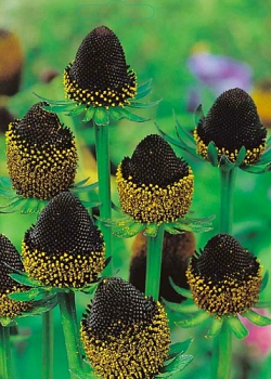 X 25 RUDBECKIA BLACK BEAUTY I