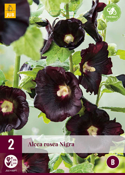 X 2 ALCEA ROSEA NIGRA I