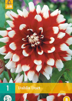 X 1 DAHLIA DUET I