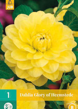 X 1 DAHLIA GLORY OF HEEMSTEDE I