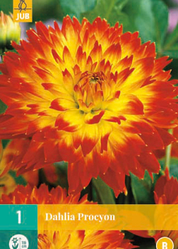 X 1 DAHLIA PROCYON I