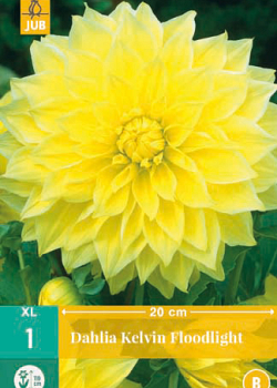 X 1 DAHLIA KELVIN FLOODLIGHT I
