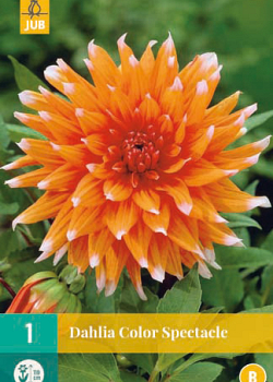 X 1 DAHLIA COLOR SPECTACLE I