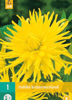 X 1 DAHLIA KENNEMERLAND I
