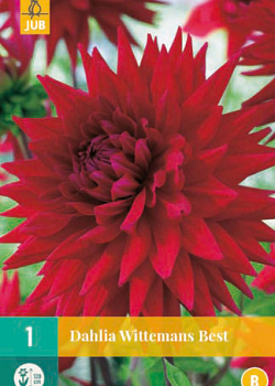 X 1 DAHLIA WITTEMANS BEST I