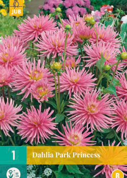 X 1 DAHLIA PARK PRINCESS I