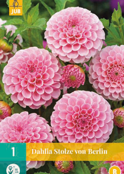 X 1 DAHLIA STOLZE VON BERLIN I