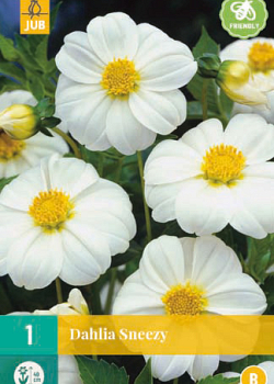 X 1 DAHLIA SNEEZY I