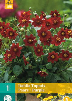X 1 DAHLIA TOPMIX PAARS I