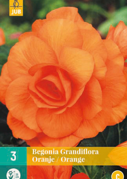 X 3 BEGONIA GRANDIFLORA ORANJE 5/6