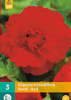 X 3 BEGONIA GRANDIFLORA ROOD 5/6
