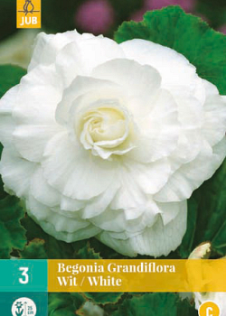 X 3 BEGONIA GRANDIFLORA WIT 5/6