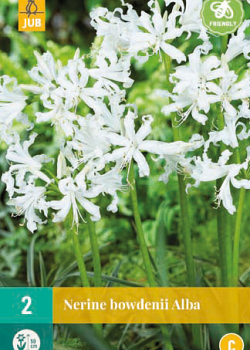 X   2 NERINE BOWDENII ALBA 12/+