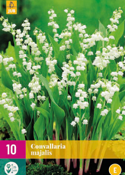 X 10 CONVALLARIA MAJALIS plg.