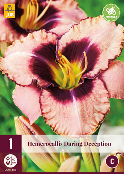 X 1 HEMEROCALLIS DARING DECEPTION I
