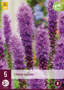 X 5 LIATRIS SPICATA 12/14