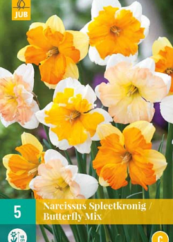 X   5 NARCISSUS BUTTERFLY MIX 12/14