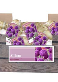 X 30 ALLIUM AMBASSADOR INCL. LABEL 32/+