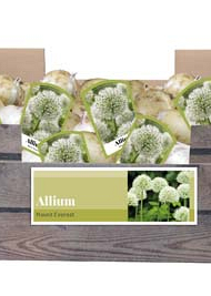 X 40 ALLIUM MOUNT EVEREST INCL. LABEL 24/+