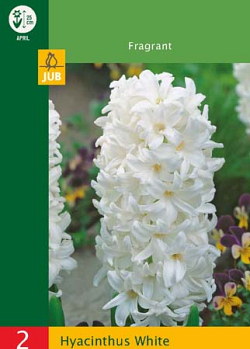 X   2 HYACINTHUS WHITE 14/15