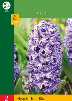 X   2 HYACINTHUS BLUE 14/15